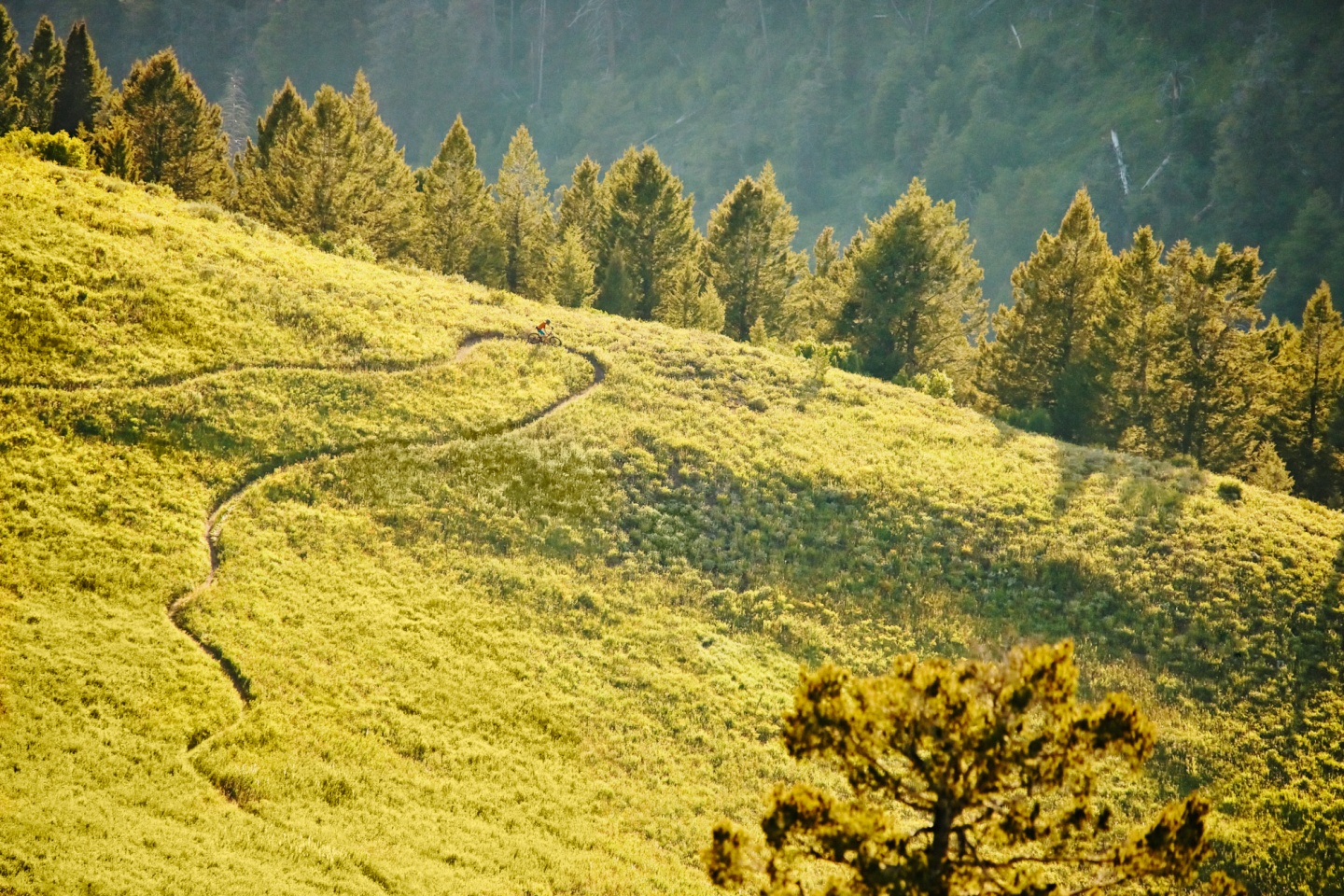 A birdseye view of a mountain biker riding a trail