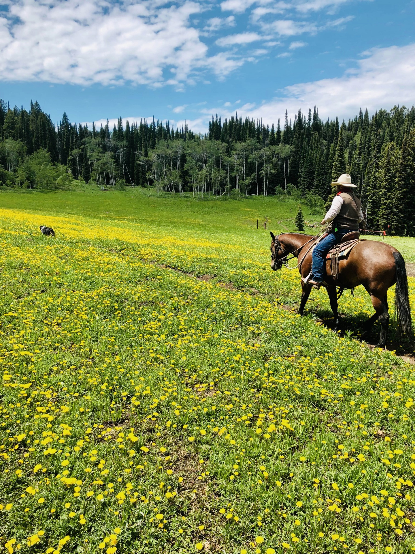 Cowboy riding a horse through a meadow of yellow flowers under a blue sky.
