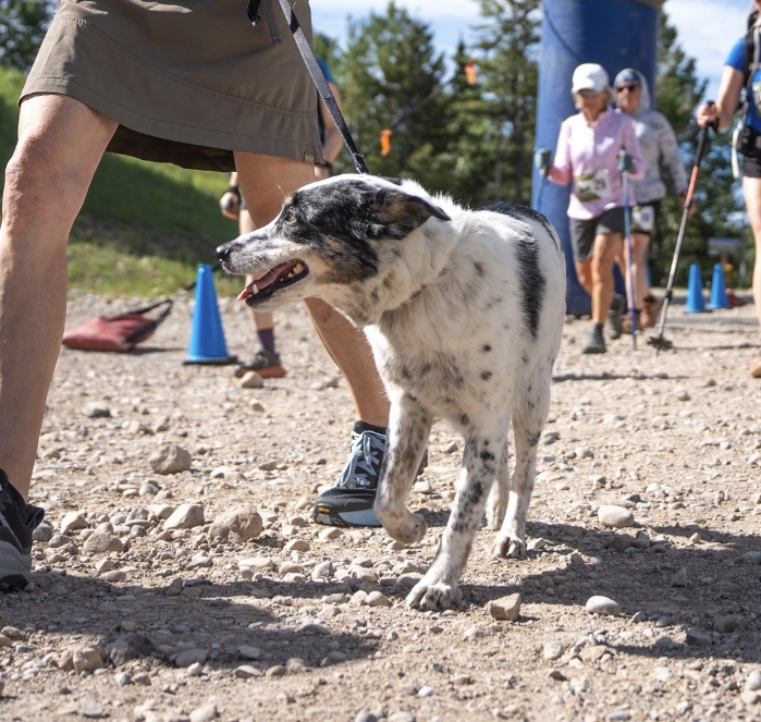 Dog on a gravel path during a group walk, trees in the background.