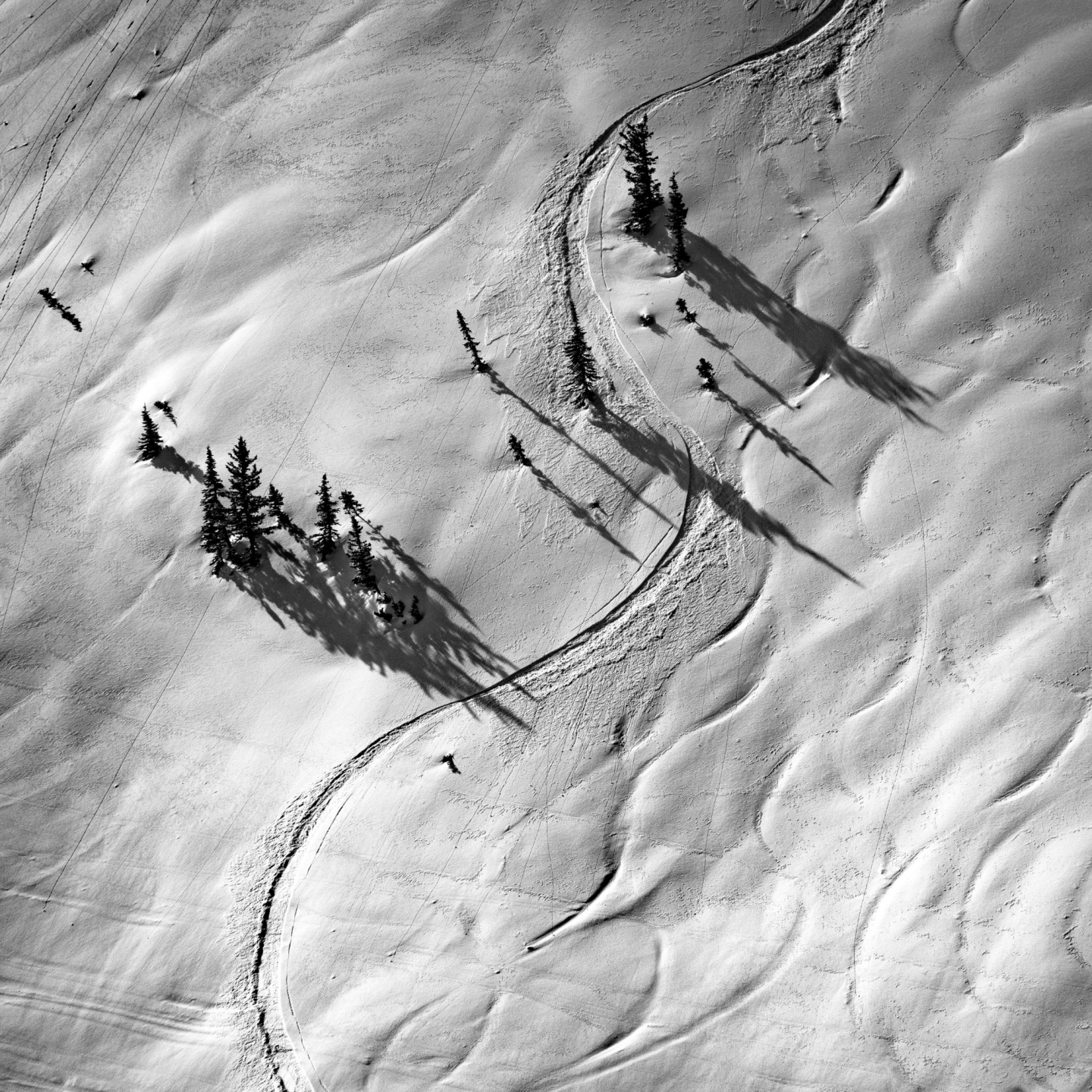 Ski tracks curve through snowy landscape with scattered trees casting long shadows.